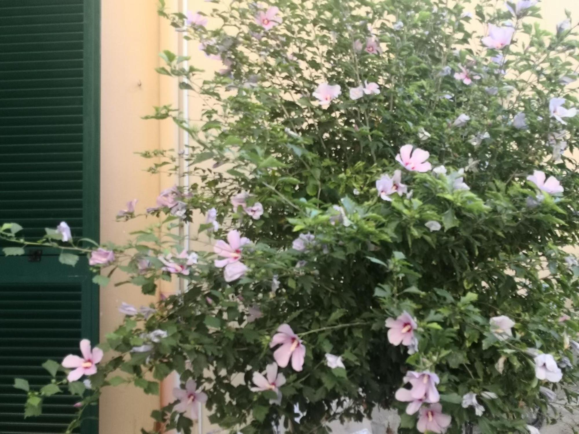 פיזה Green Home מראה חיצוני תמונה